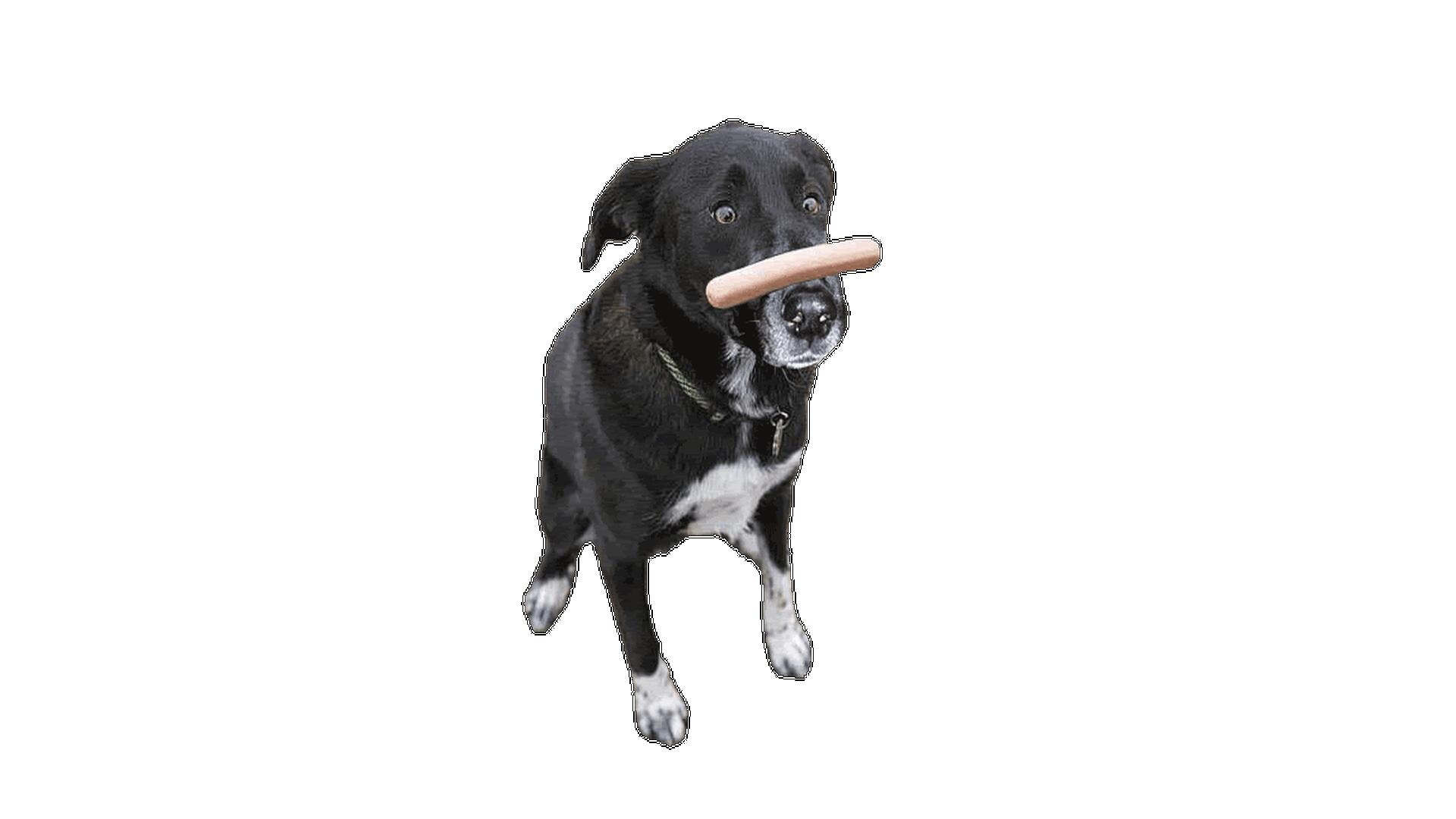 Chien avec une saucisse